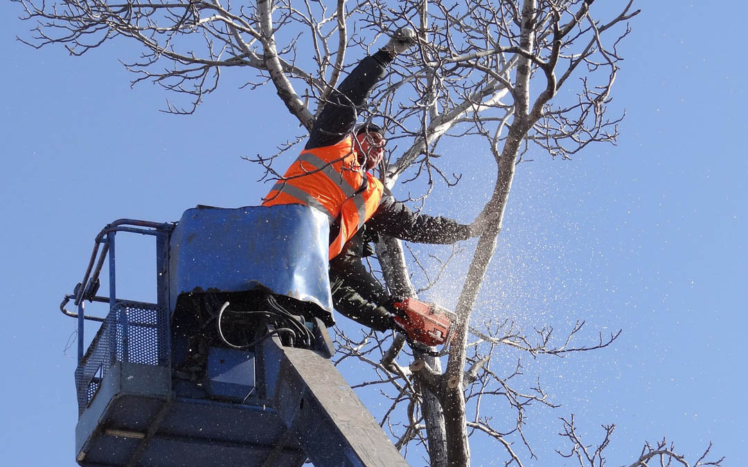 4 Situations When You Need a Professional Tree Trimmer